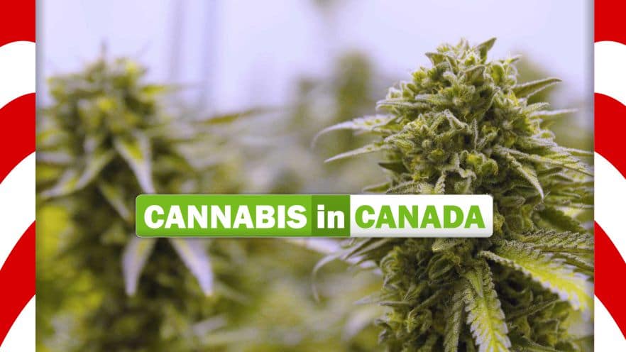 Canada Legalization Update