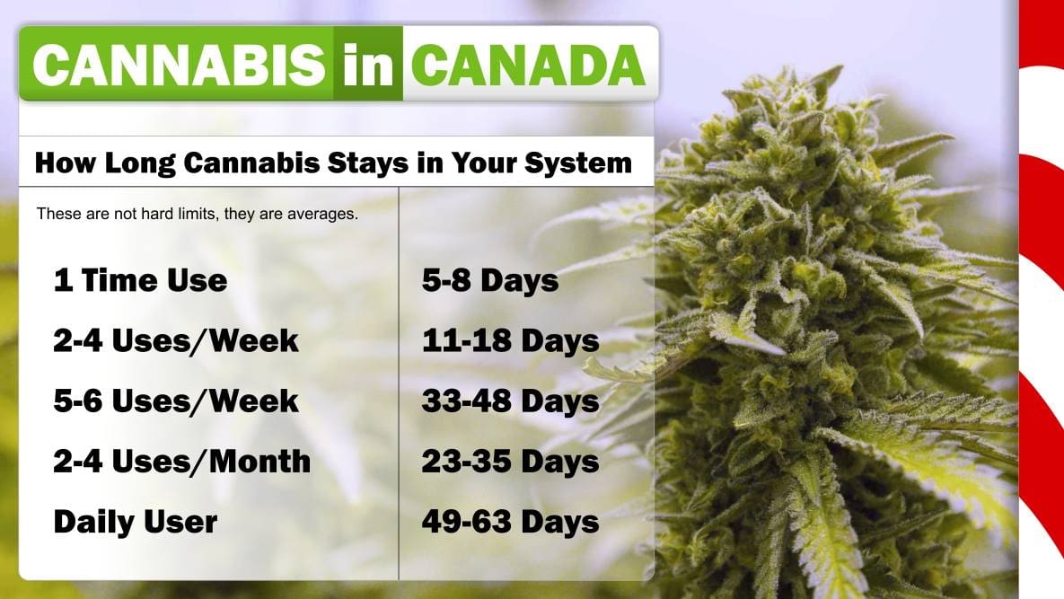 Guide on how long cannabis THC stays in your body