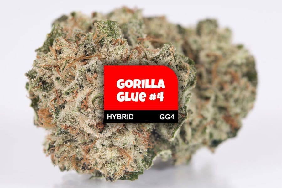 Gorilla Glue #4 Cannabis Strain Profile with Ratings & Reviews