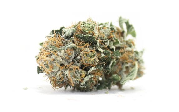 cheapweed.ca BC big bud strain