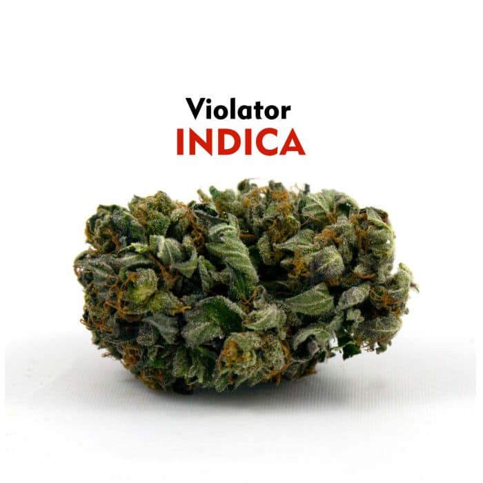 faircannacare-buy-marijuana-online-canada-Violator-Indica
