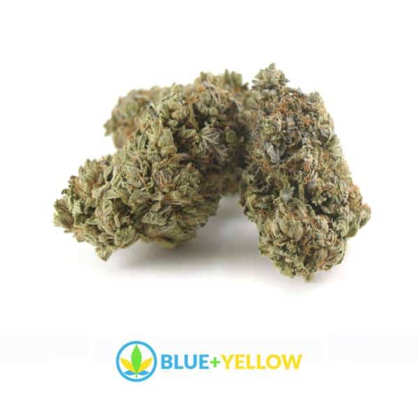pink-bubba-cannabis-strain-blue+yellow-online-dispensary