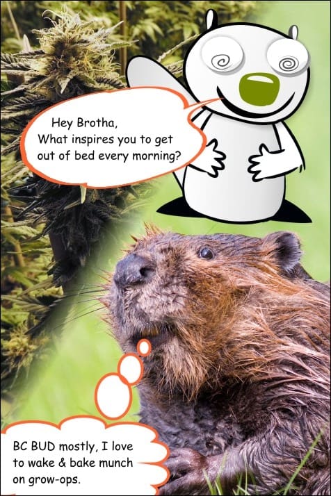 weed-comic-meme-the-chronic-beaver-BC-BUD-wake-and-bake