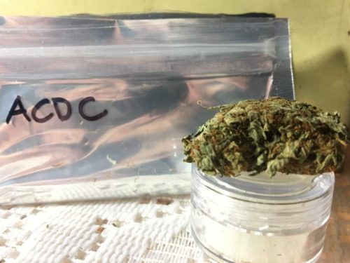 thehighclub-out-of-the-box-ACDC-strain