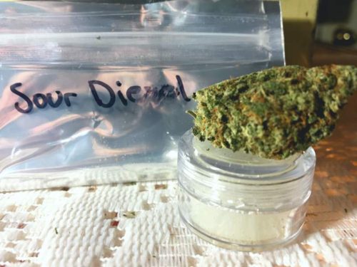 thehighclub-out-of-the-box-sour-diesel-strain