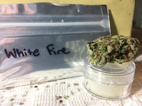 thehighclub-out-of-the-box-white-fire-strain
