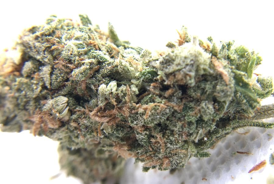 mango-haze-getkush-up-close-2