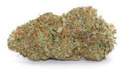 speedgreens-sunkiss-cbd-cannabis