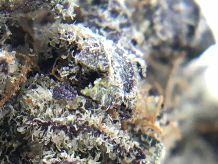high-thc-dispensary-strain-review-purple-space-cookies-macro-2