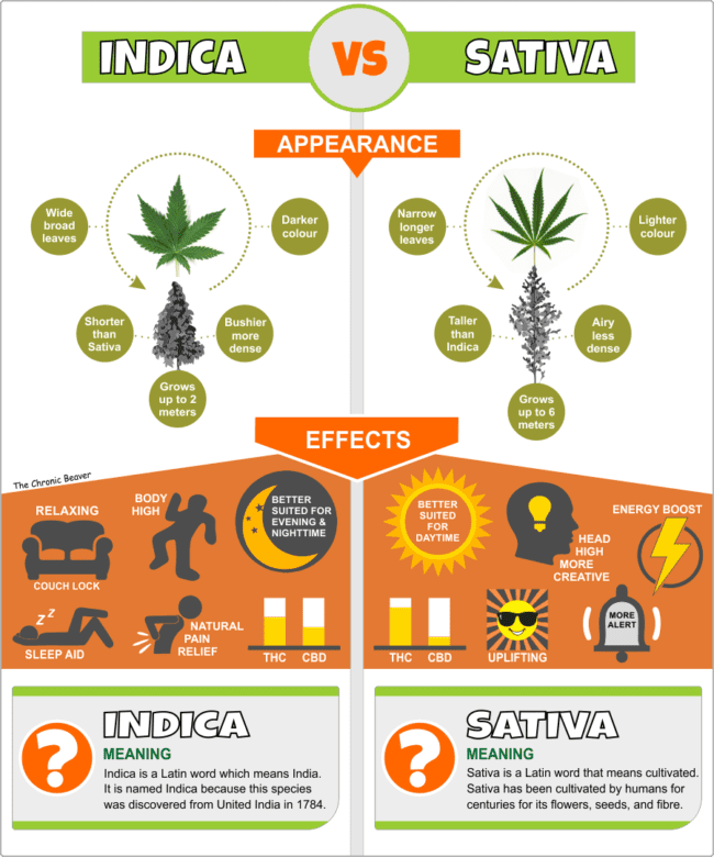 Отличие индики от сативы. Индика и сатива отличия. Indica sativa разница. Индика сатива. Индика сатива разница.