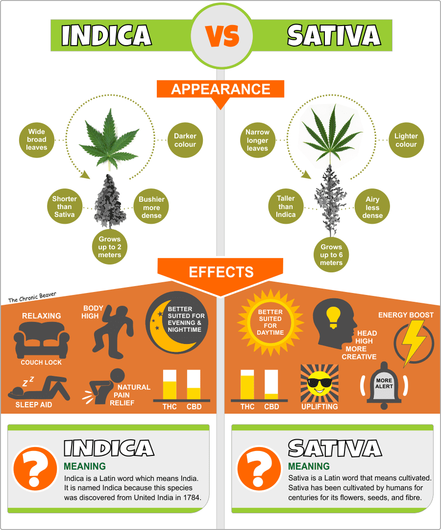 Is Moroccan Hash an Indica or Sativa?