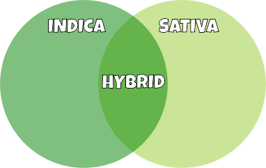 indica-vs-sativa-vs-hybrid