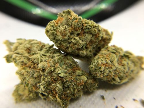 green-society-unboxing-review-durban-poison-strain