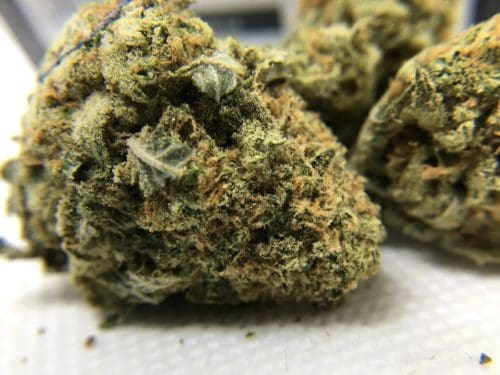 green-society-unboxing-review-the-vision-strain
