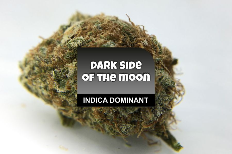 Dark Side of the Moon Strain Review: CannaWholesalers
