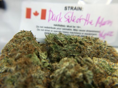 dark-side-of-the-moon-strain-review-image-1