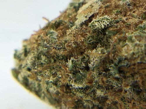 dark-side-of-the-moon-strain-review-image-3
