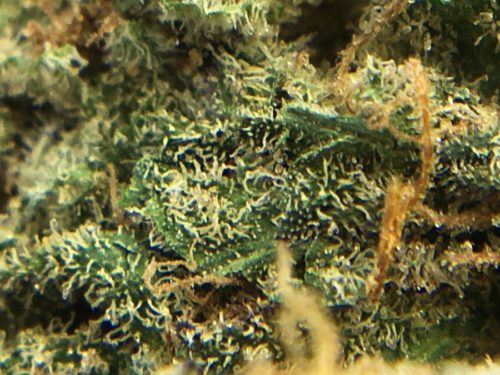 dark-side-of-the-moon-strain-review-image-4
