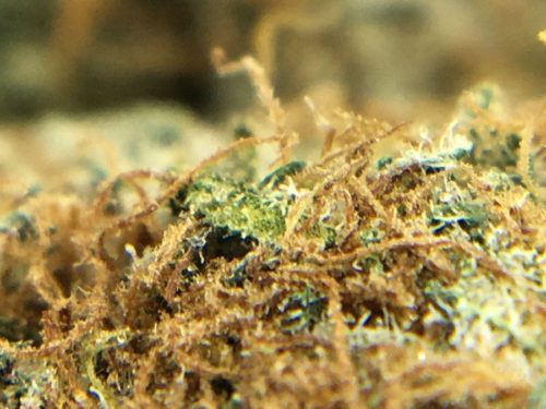 dark-side-of-the-moon-strain-review-image-5