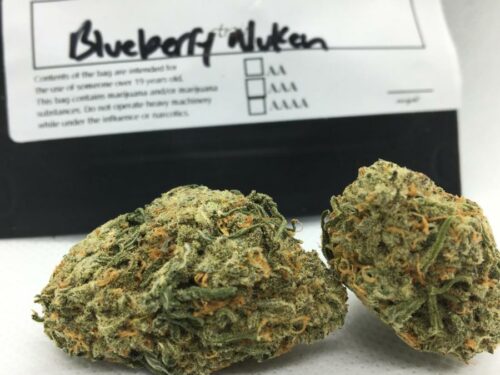 Evergreen-Medicinal-Strain-Review-Blueberry-Nukem