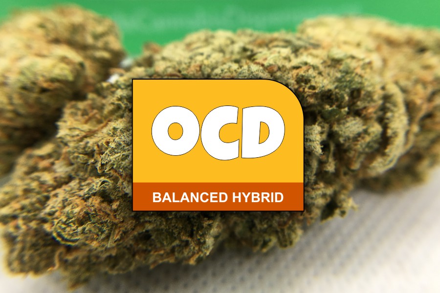 OCD Strain Review & Information