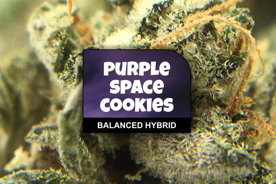 Purple Space Cookies Strain Review & Ratings