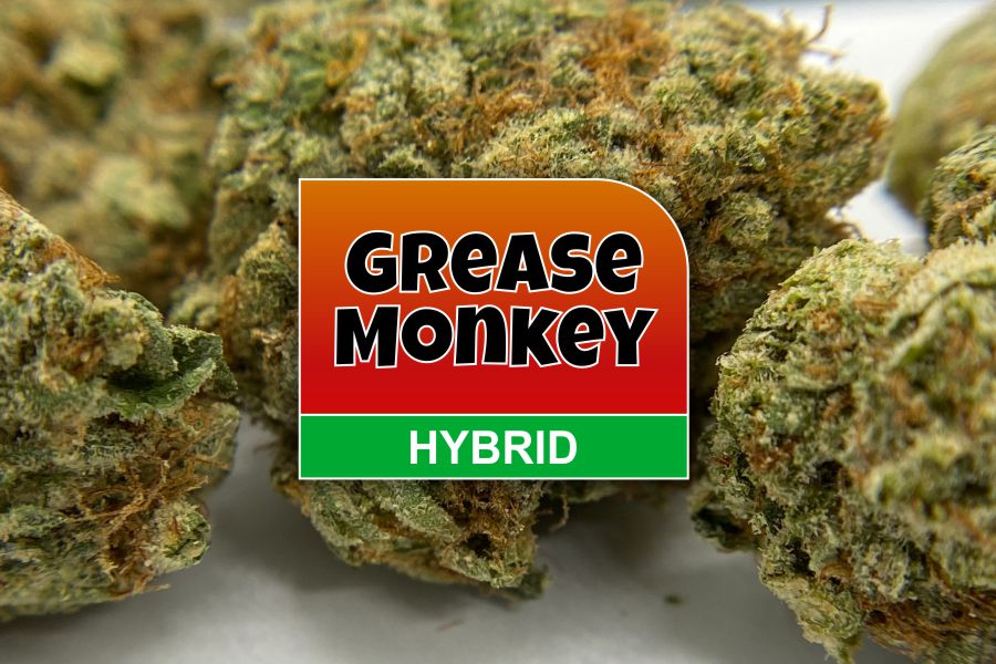 Grease Monkey Strain Review & Info