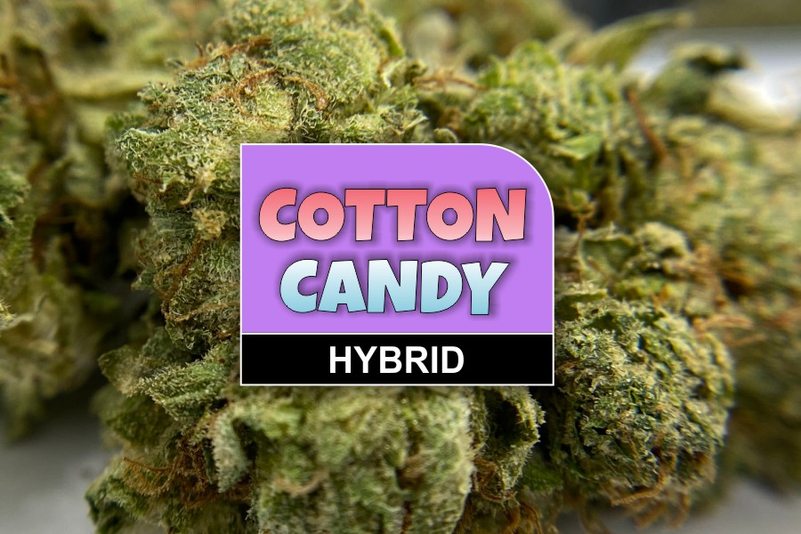 Cotton Candy Strain Review & Info