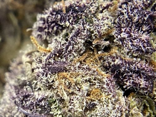the-canna-society-purple-space-cookies-strain-macro-2