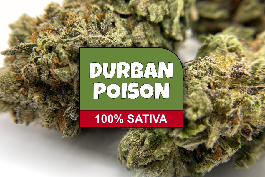 Durban Poison Strain Review & Info