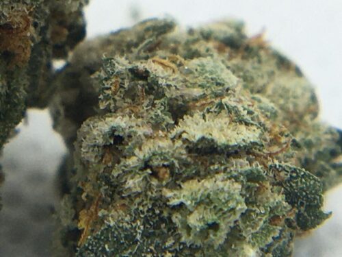 Blue-Cheese-Review-Trichomes-Macro-2