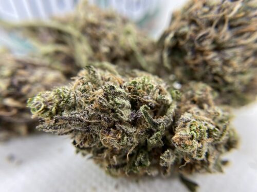 mendocino-strain-review-buds
