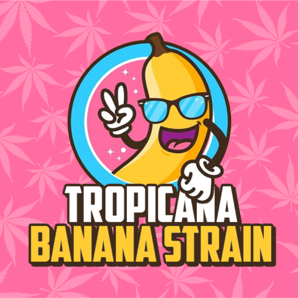 Tropicana Banana Strain Review Brand