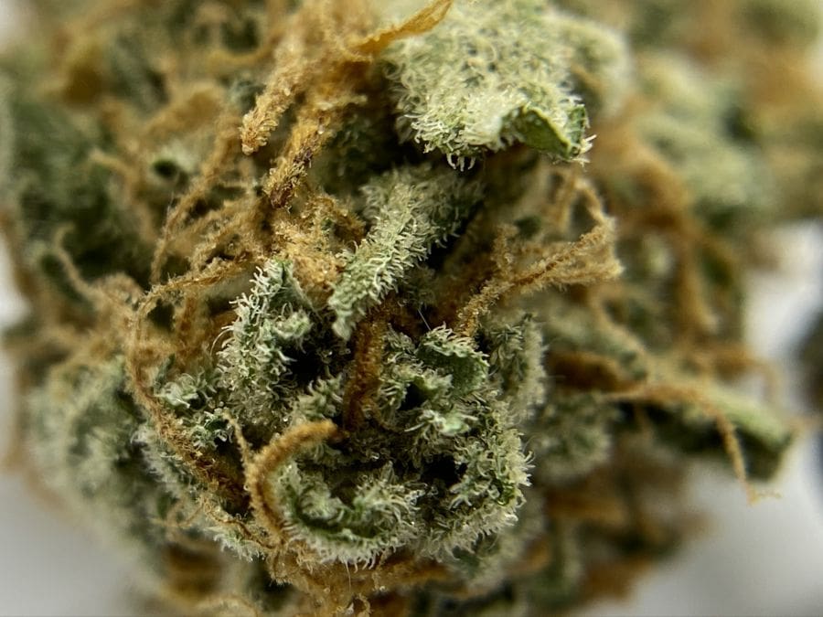 Low Price Bud Review: A Cannabis Lover’s Dream